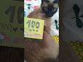 #cat #siamese #cute #kot #cutecat #joker #catlife #pet #thaicat #kitty #100subscribers #celebration
