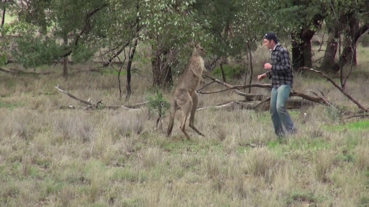 Man punches a kangaroo in face to rescue his doggo (Original HD) YouTube