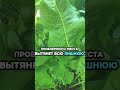 Чем вывести соль из организма?
