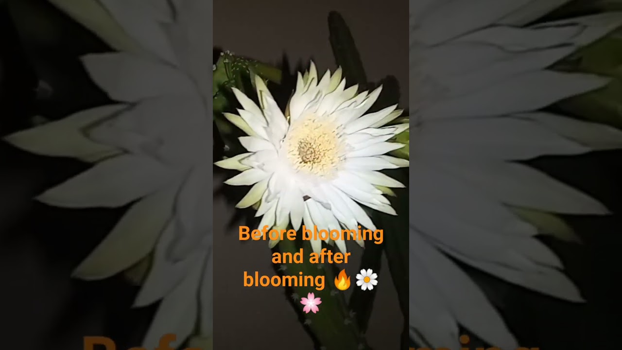 Cactus Buds and Flowers Acanthocereus Tetragonus 