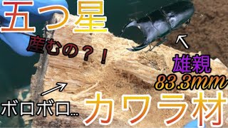 オオクワガタの産卵セット割り出し