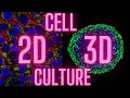 2d  3d cell culture workflows