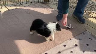 Kaigan Kennels Australian Shepherds 3-2022 Bliss Girl Pink