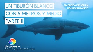 Este podría ser el tiburon blanco más grande del mundo | Parte II | En busca del gran tiburón blanco