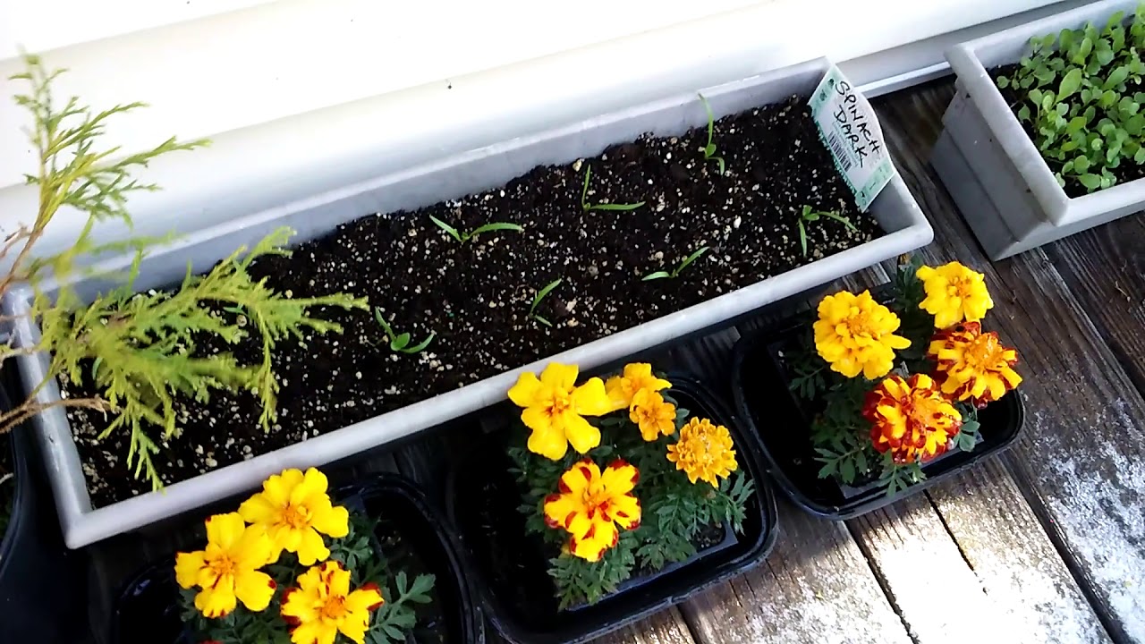 Snow on the pansies. 😥🙏 YouTube