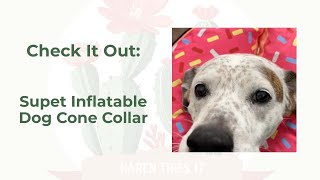 Inflatable Dog Cone by Supet | Overview for Pet Parents