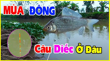 Câu Cá Sông | Chọn Điểm Câu Cá Mùa Đông Hiệu Quả Nhất