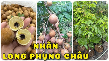 Cây Nhãn Long phụng châu chậu nuôi | 0386569374 - Ngọc Ngân Bến Tre | Chuyên cây độc lạ