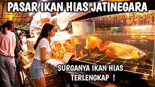 JELAJAH PASAR IKAN HIAS JATINEGARA: Harga Mulai Ribuan Sampai Jutaan!