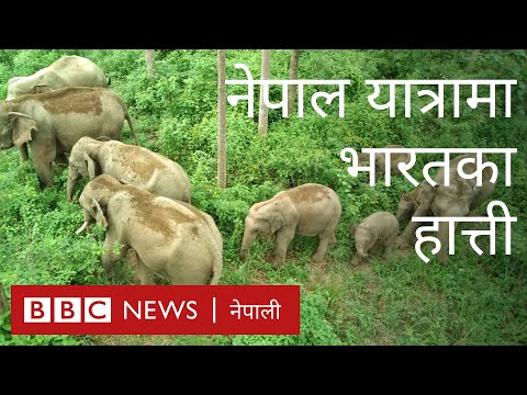 भारतीय हात्तीको बथानको वार्षिक नेपाल यात्रा