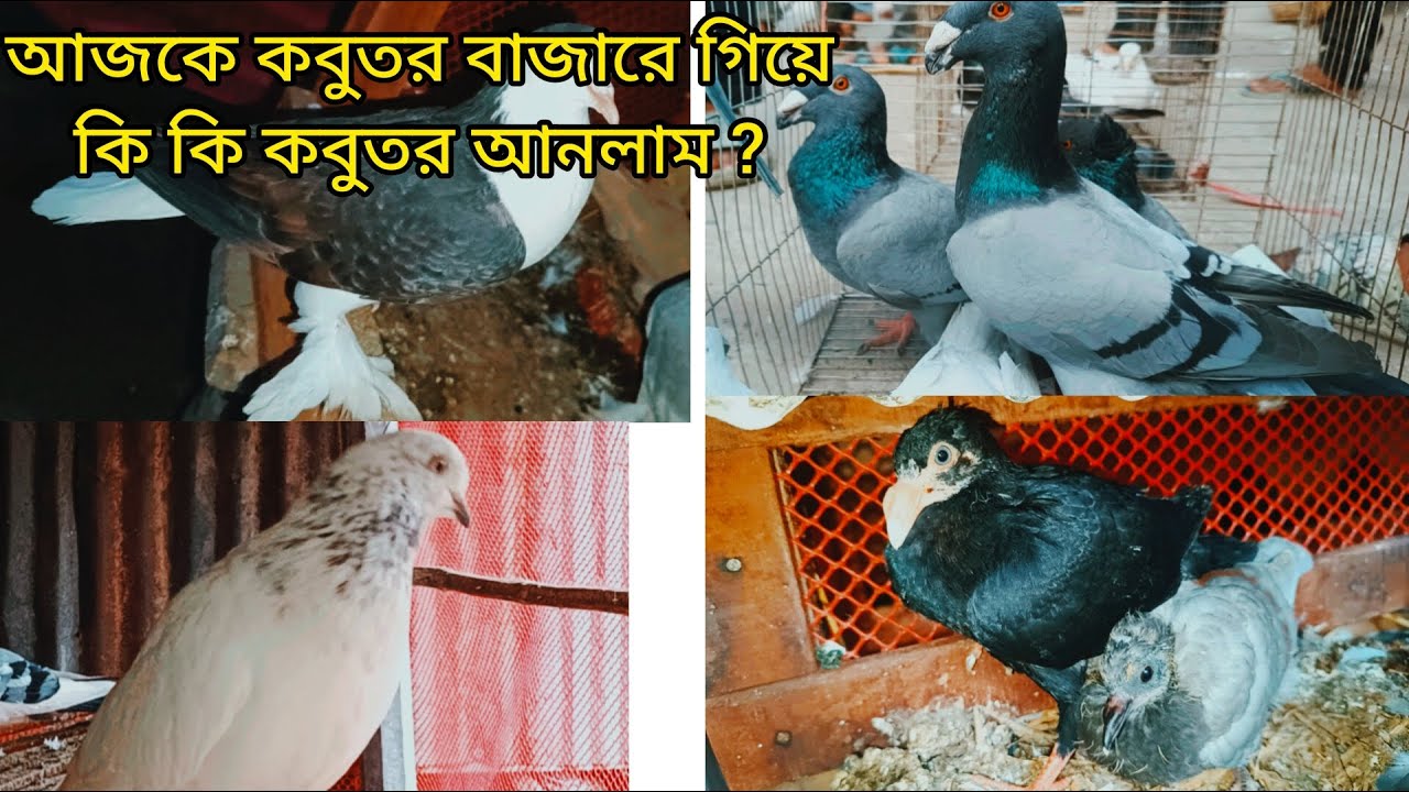 হঠাৎ করে কবুতর কিনে ফেললাম! দেখুন কী আনলাম 😍