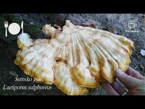 Video: Koje Se Gljive Skupljaju U Rujnu