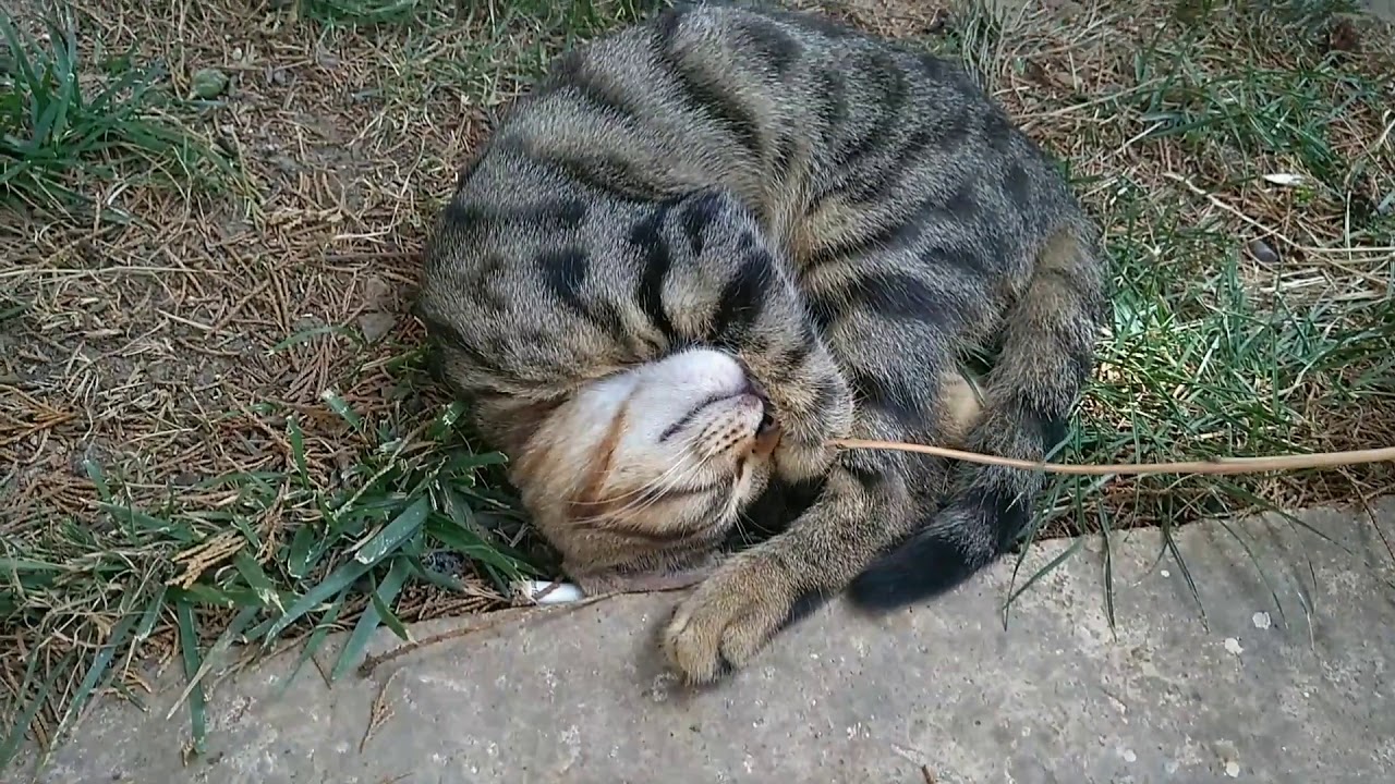 Cats Funny Moments 1 - YouTube