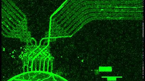 Axons growing inside microfluidic channels