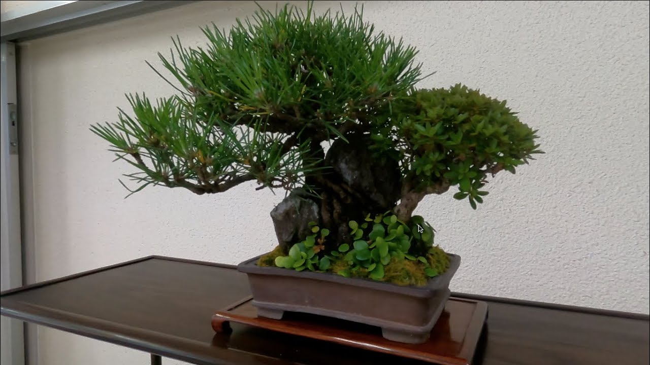 Bonsai 岡山烏城小品盆栽展 岡山県 1107 盆栽 盆景 분재 Un Bonsai Japan Youtube