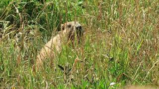 Olympic Marmot