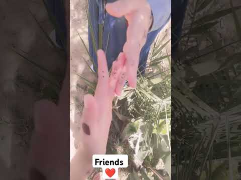 صديقين للأبد 