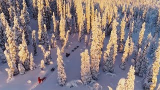 Dog Sledding with Petter Karlsson in Sweden