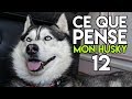 CE QUE PENSE MON HUSKY 12