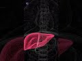 Can a Detox or Cleanse Help Your Liver? Myths &amp; Facts | Mahoney Supplements #detox #cleanse #liver