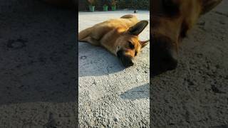 Abe sone do yarr bahi 🐕🥹🥹#funny#dog#puppy#comedy#pets##cute#love#shorts#viral shorts#shorts