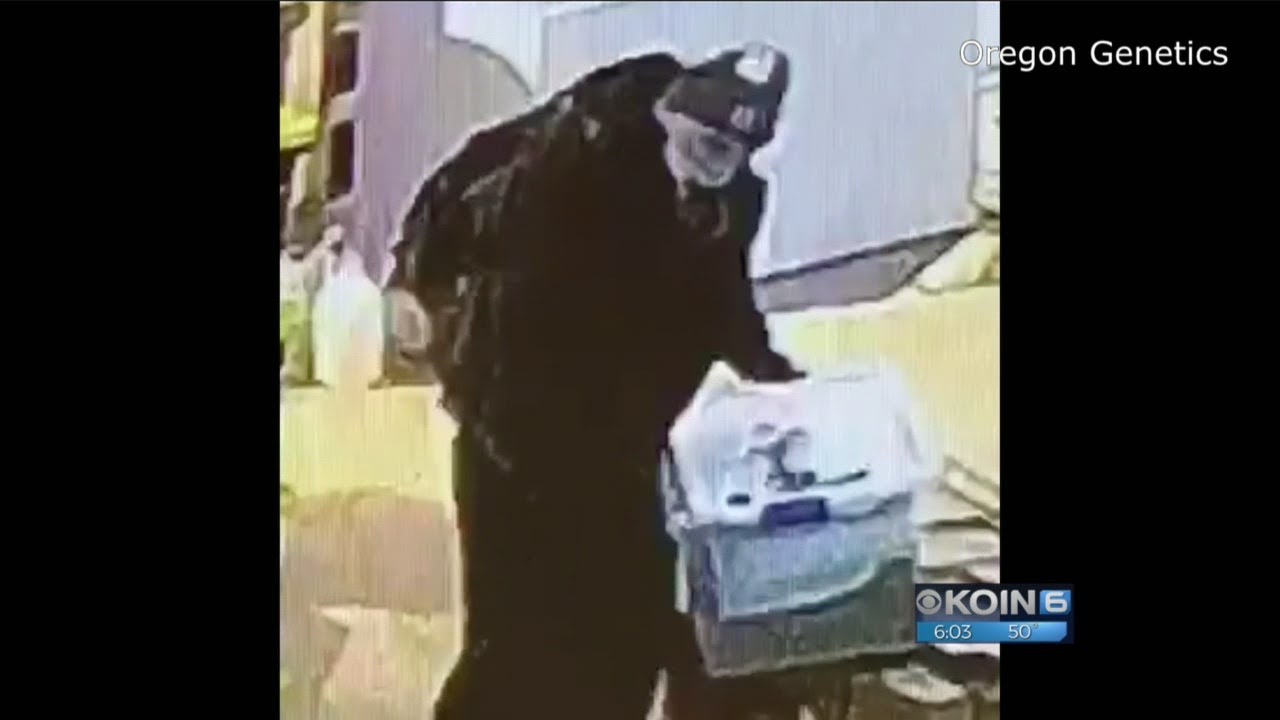 Marijuana warehouse burglary