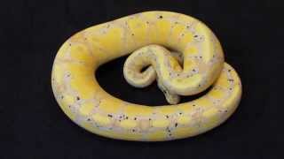 Ball Python Update...5/14/15 Profile