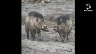Download Lagu Matičari! - Warthog ( Do you love pigs) MP3