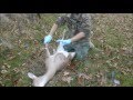 Field dressing a Whitetail deer (2012)