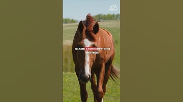 Decoding Horse Body Language: Understand Equine Signals & Behavior
