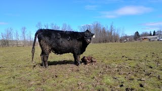 all the Angus cows were interested in the new BABY CALF