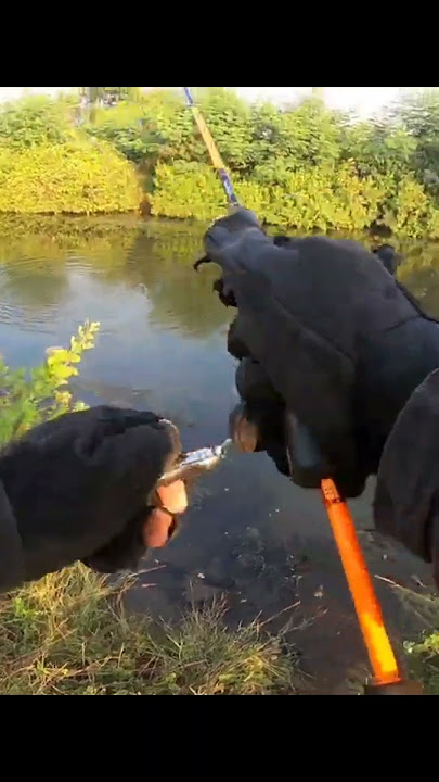 Download lagu cork joins in the minnow fun #fishing #anglersagala #fishing #funfishing #fish #angler #corkfish