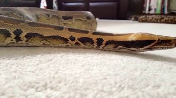 Our Borneo Short-Tailed Blood Python