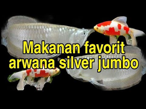Arwana silver paling suka makan umpan ini