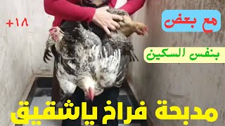 مدبحة الفراخ والديوك في نفس الفيديو ارب  ارب شوف واتفرج