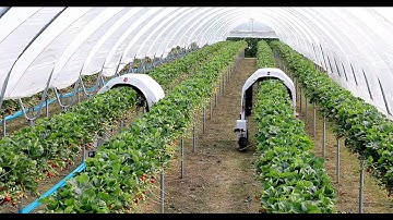 Thorvald driving autonomously in strawberry polytunnels