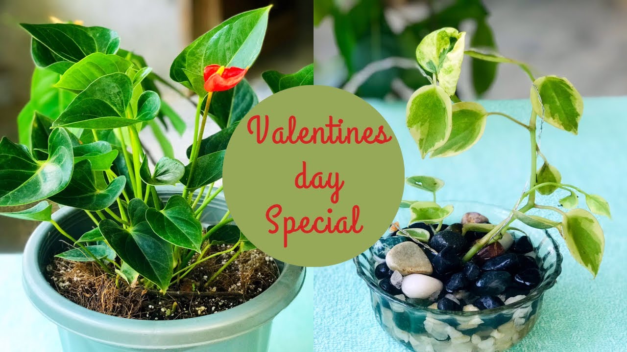Valentine’s Day Plant Gift ideas/valentines day gift from my husband 😍