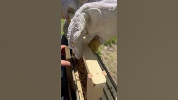 #swarm #beeswarm #beekeeper #beekeeping #bees #honeybees #beehives #spring #swarming #swarmtrap