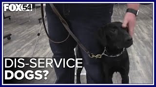 Fake service dog vests, licenses, and certificates on the rise