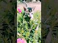 King is coming  king cat cutepet love music nature flowers song pushi entrystyle