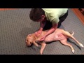 Canine Chiropractic featuring Ruby-doo