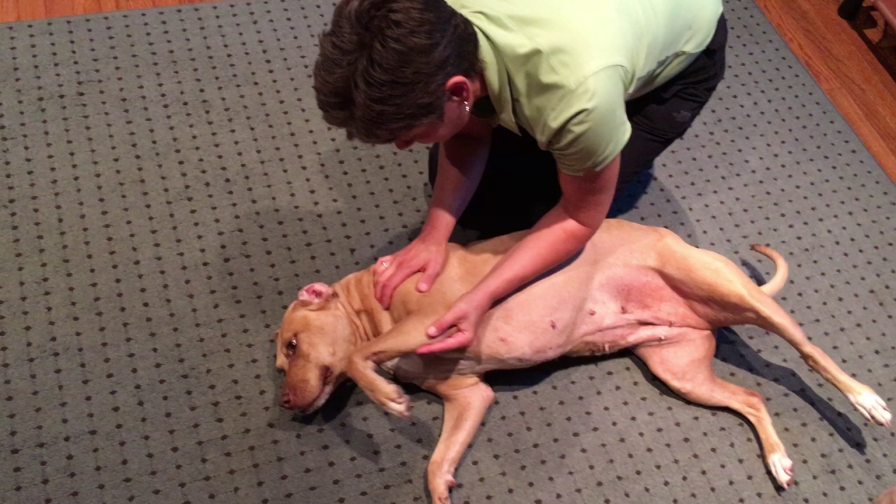Canine Chiropractic featuring Ruby-doo