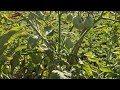 THE MOST SATISFYING TOMATO HARVEST! BRILLIANT HAND SKILLS YOU MUST SEE! - Agricultural Farming