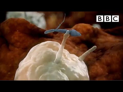 Sperm attacked by woman&rsquo;s immune system | Inside the Human Body - BBC