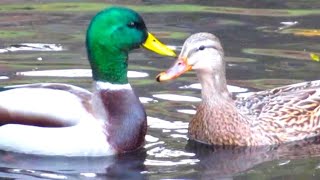 Mallard Duck Courtship Dance Head Bobbing