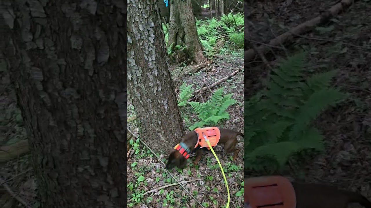 Cali practice track 13 part 2