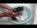 子猫赤ちゃん保護 はじめてのシャンプーお利口なおてんちゃん