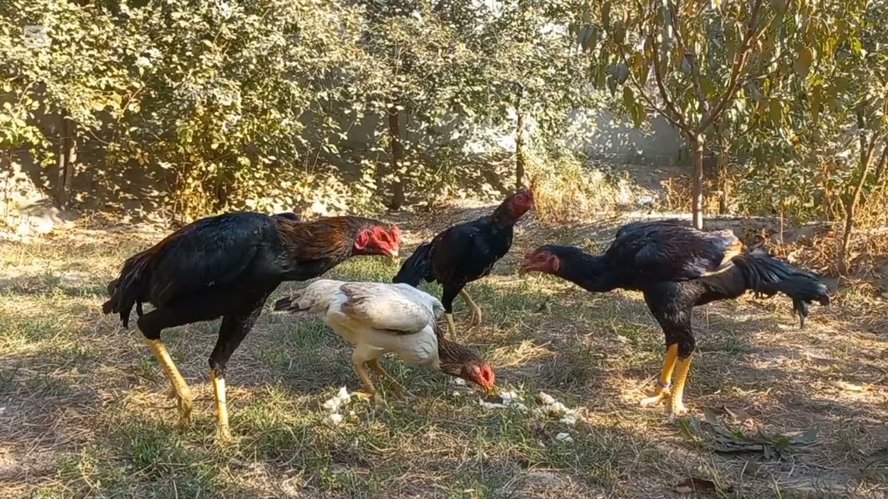 Жужа хуроздан  бола олса буладими?