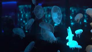 20200727-3 京都水族館変態完了