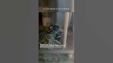 Suffering Panda from Memphis Zoo Sparks Outrage for Chinese Netizens #china #chinanews #animalshort